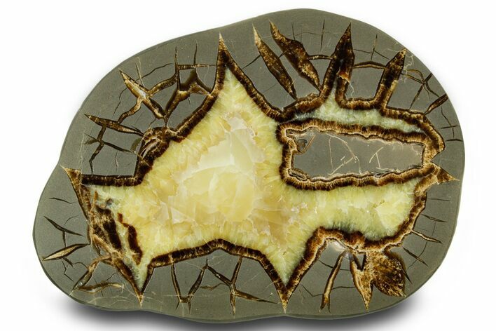 Polished Septarian Slab with Partial Ammonite Fossil - Utah #378472